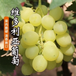 维多利亚葡萄 采购批发新鲜当季水果 5斤普通装